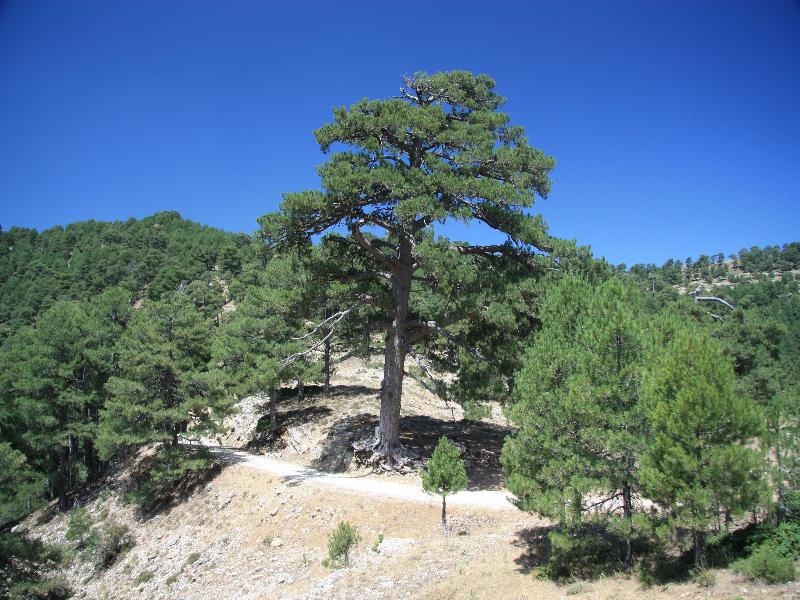 ארויו פריו Apartamentos Rurales Campillo מראה חיצוני תמונה